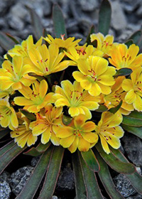 Lewisia x longipetala 'Little Mango'